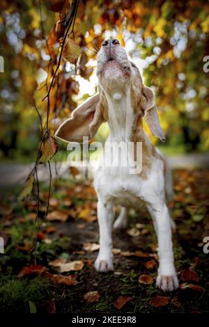 Beagle en automne Banque D'Images