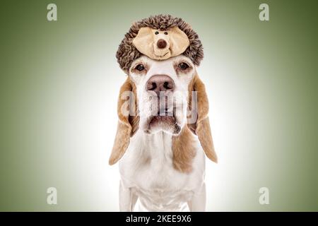 Beagle en costume Banque D'Images