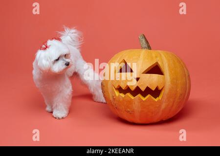 Charmant petit lapdog maltais avec des lampes Jack. Le concept d'une photo d'Halloween festive dans le studio sur fond rose. Banque D'Images