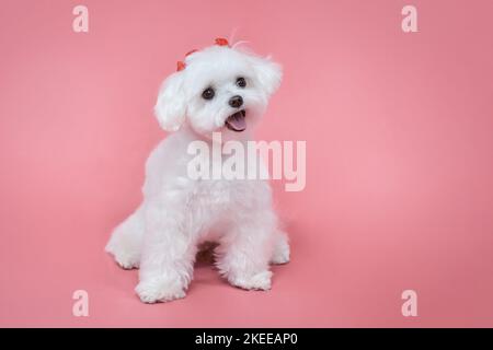 Charmant petit lapdog maltais. Photo en studio sur fond rose. Banque D'Images