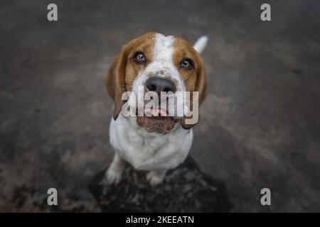 Beagle Banque D'Images