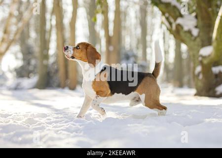 debout Beagle Banque D'Images