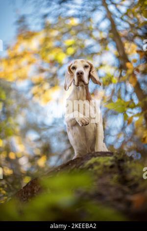 Paw donne Beagle Banque D'Images