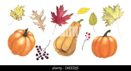 Ensemble mûr citrouille, érable, chêne, feuilles de peuplier et baies aquarelle isolée sur fond blanc. Illustration tirée à la main de Thanksgiving et halloween. A Banque D'Images