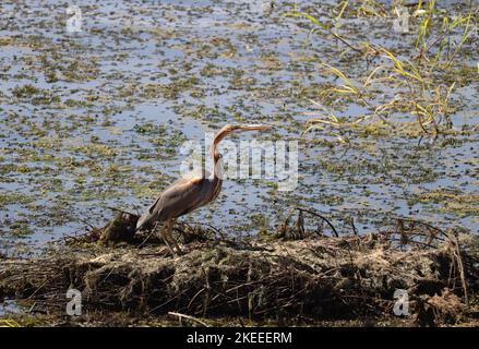 Héron violet (Ardea purpurea) sur la rive du nil à Assouan, en Égypte Banque D'Images