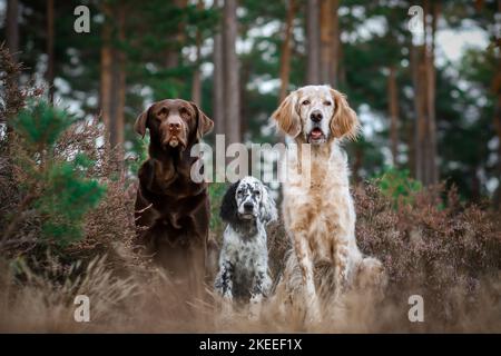 3 chiens Banque D'Images