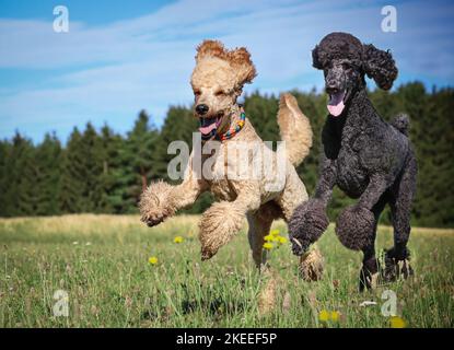 2 Poodle géant Banque D'Images