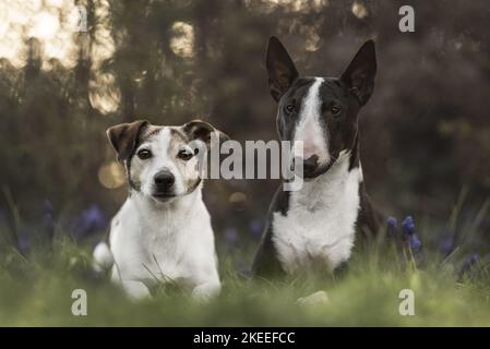 Bullterrier miniature Banque D'Images