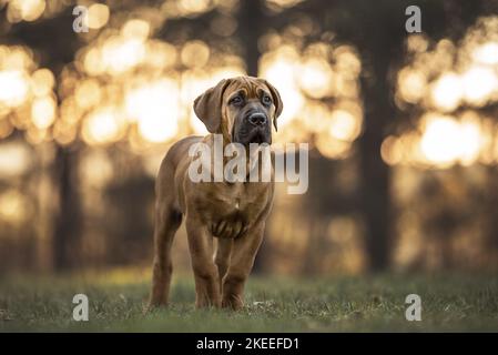 Jeune Boerboel Banque D'Images