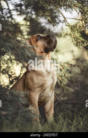 Jeune Boerboel Banque D'Images