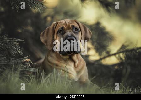 Jeune Boerboel Banque D'Images