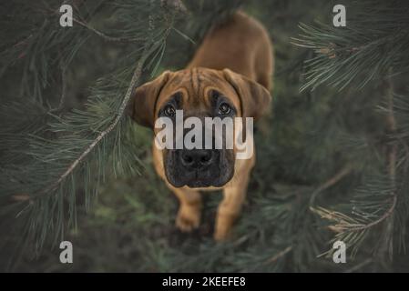 Jeune Boerboel Banque D'Images