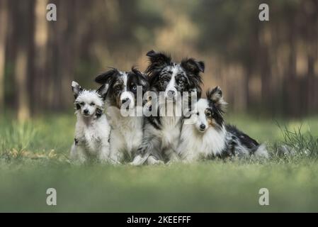 Powderpuff à la chinoise, Berger australien et Sheltie Banque D'Images