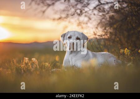 Labrador Retriever pour adultes Banque D'Images