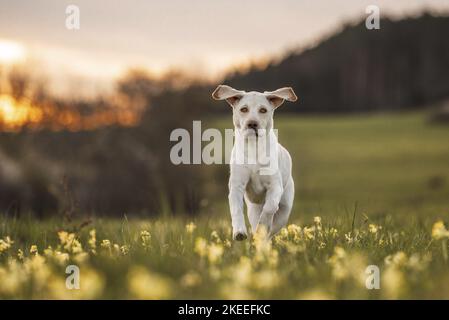 Labrador Retriever pour adultes Banque D'Images