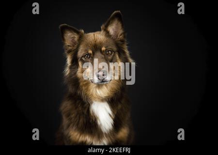 Berger australien en studio Banque D'Images