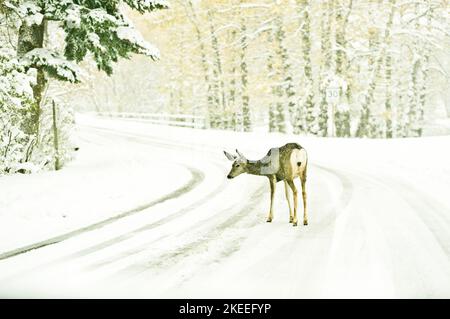 Vue d'hiver d'un cerf mulet traversant la route entourée de hauts arbres couverts de neige Banque D'Images