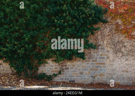 Végétation verte sur un vieux mur de briques. Ivy belle forme. Mur de briques grungy surcultivé par Ivy Warm Tint. Mur de briques avec magnifique Foliage vert Ivy Banque D'Images