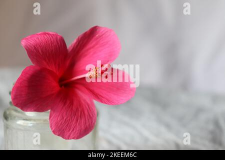 Une fleur d'hibiscus rose dans un pot de maçon sur fond blanc/encore la vie Banque D'Images