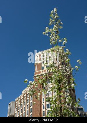 Un vertical de plante avec Palacio de la Prensa brique-bâtiment en arrière-plan à Madrid, Espagne. Banque D'Images