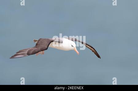 Gros plan d'un Albatros brun noir (Thalassarche melanophris) en vol, falaises de Bempton, Royaume-Uni. Banque D'Images