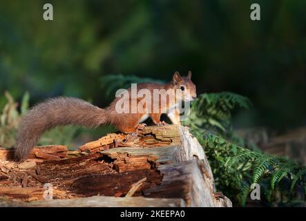 Gros plan d'un écureuil roux (Sciurus vulgaris) sur une bûche d'arbre, Royaume-Uni. Banque D'Images