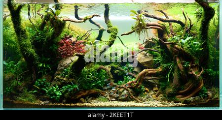 Magnifique paysage aquatique d'eau douce avec plantes d'aquarium vivantes, pierres de Frodo, racines de redmoor couvertes de mousse de Java et une école de poissons de tétra au néon bleu. Vue isolée. Banque D'Images