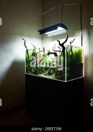 Vue d'angle sur un magnifique paysage aquatique d'eau douce avec plantes d'aquarium vivantes, pierres de Frodo, racines de redmoor couvertes de mousse de Java et une école de poissons de tétra au néon bleu. Banque D'Images