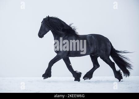 Cheval frison Banque D'Images