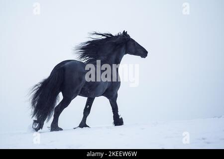 Cheval frison Banque D'Images