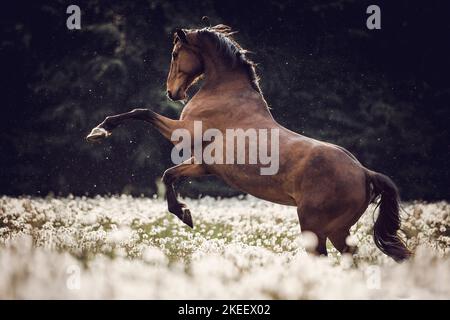 Oldenburg Horse gelding Banque D'Images