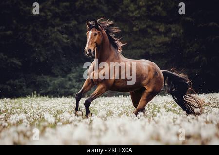 Oldenburg Horse gelding Banque D'Images