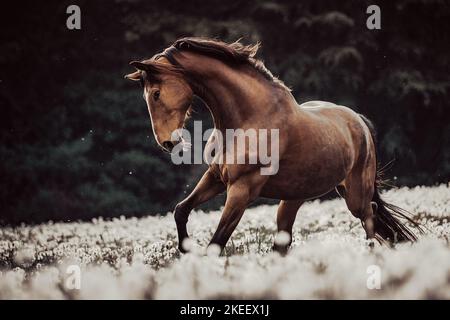 Oldenburg Horse gelding Banque D'Images