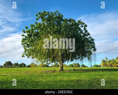 Lonley Tree sur un pré vert sur fond bleu ciel. Magnifique paysage de la nature. Banque D'Images