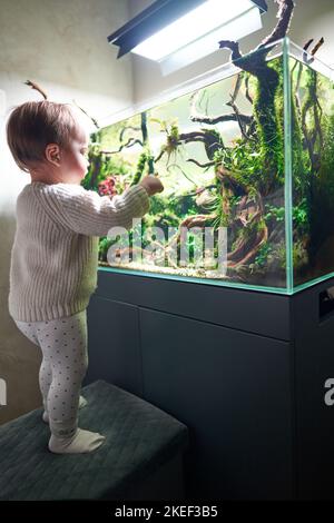 Un petit bébé mignon debout sur un pouf et touchant le verre de la belle eau douce aquascape avec plantes d'aquarium vivantes, pierres de Frodo, racines de redmoor couvertes de mousse de Java. Banque D'Images