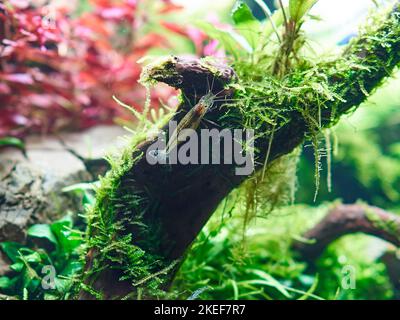 La crevette Amano (Caridina Multidentata) se trouve sur la grande racine de l'aquarium aquascape. Gros plan. Banque D'Images