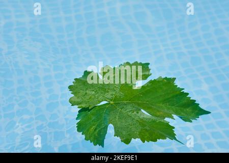 une feuille flottant dans une piscine avec l'eau reflétant son reflet sur la surface et ses feuilles sont vertes Banque D'Images