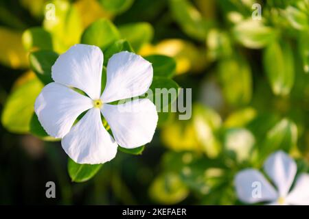 Fleurs blanches fleuries dans le jardin. Catharanthus roseus Banque D'Images