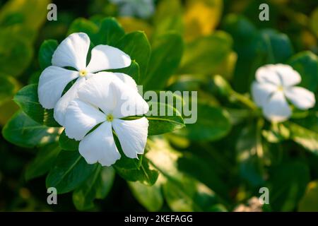 Fleurs blanches fleuries dans le jardin. Catharanthus roseus Banque D'Images