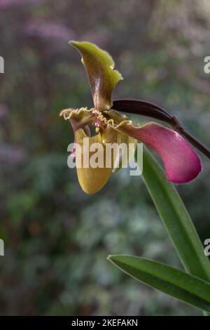 Vue rapprochée de l'espèce d'orchidée jaune-vert et violette de l'espèce palistatrice de l'espèce paphiopedilum hirsutissimum var. Esquirolei fleur isolée sur fond naturel Banque D'Images