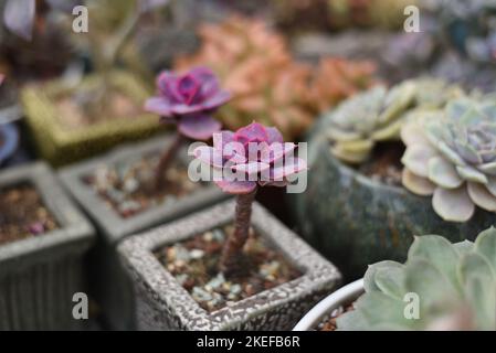 Graptopetalum paraguayense plante succulente avec des noms communs mère-de-perlé-plante et plante fantôme Banque D'Images