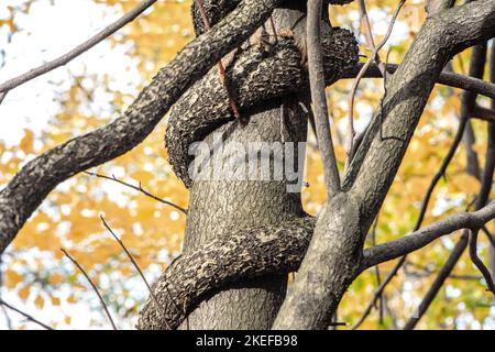 troncs d'arbres feuillus liana entrelacant un arbre Banque D'Images