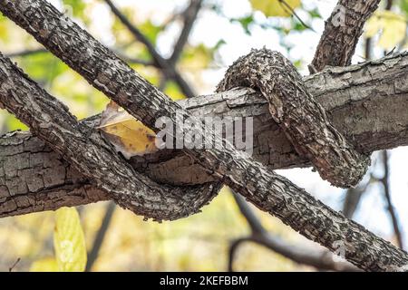 troncs d'arbres feuillus liana entrelacant un arbre Banque D'Images