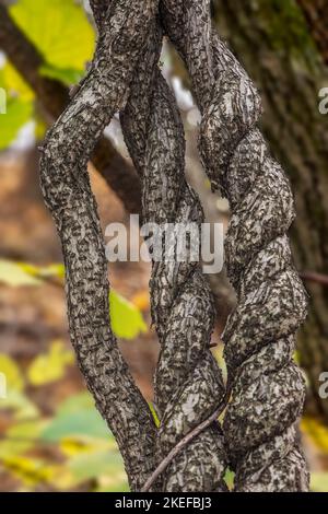 troncs d'arbres feuillus liana entrelacant un arbre Banque D'Images