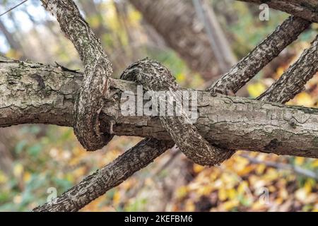 troncs d'arbres feuillus liana entrelacant un arbre Banque D'Images