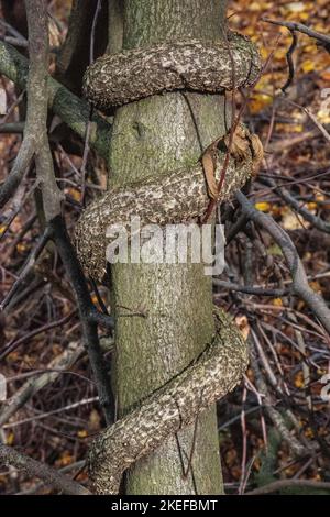 troncs d'arbres feuillus liana entrelacant un arbre Banque D'Images