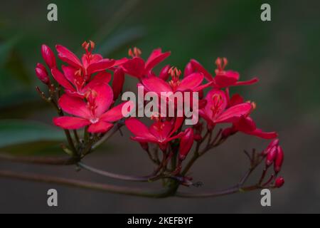 Vue rapprochée d'un groupe de fleurs rouges et de bourgeons de jatropha integerrima aka peregrina ou de jatropha épicé isolé à l'extérieur sur fond naturel Banque D'Images
