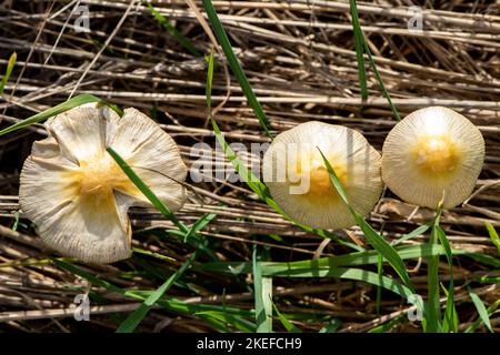 chapeaux de champignons Banque D'Images