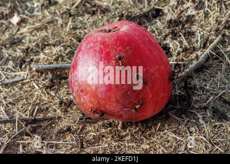 anthill et une pomme attaquée par des fourmis Banque D'Images