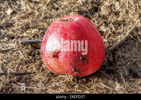 anthill et une pomme attaquée par des fourmis Banque D'Images